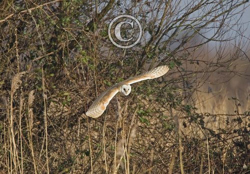 Barn Owl in Flight DM0899